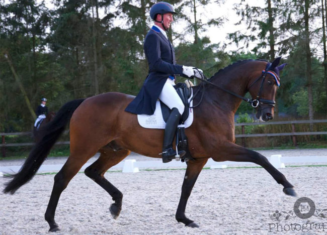 Frank hosmar_paarden_alphaville4